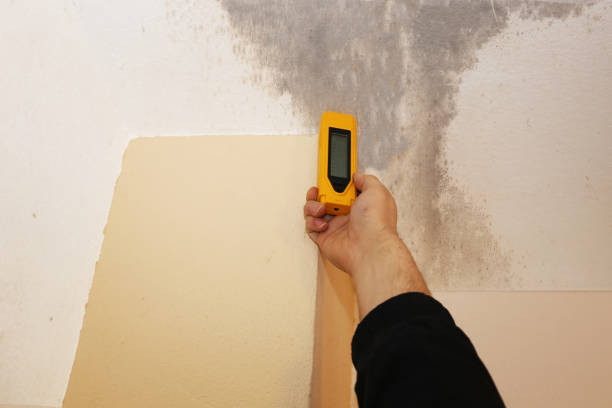 Best Black Mold Removal  in Tutwiler, MS